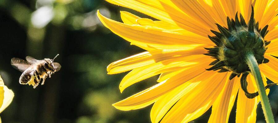 Bee landing on a flower