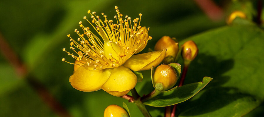 St John's Wort