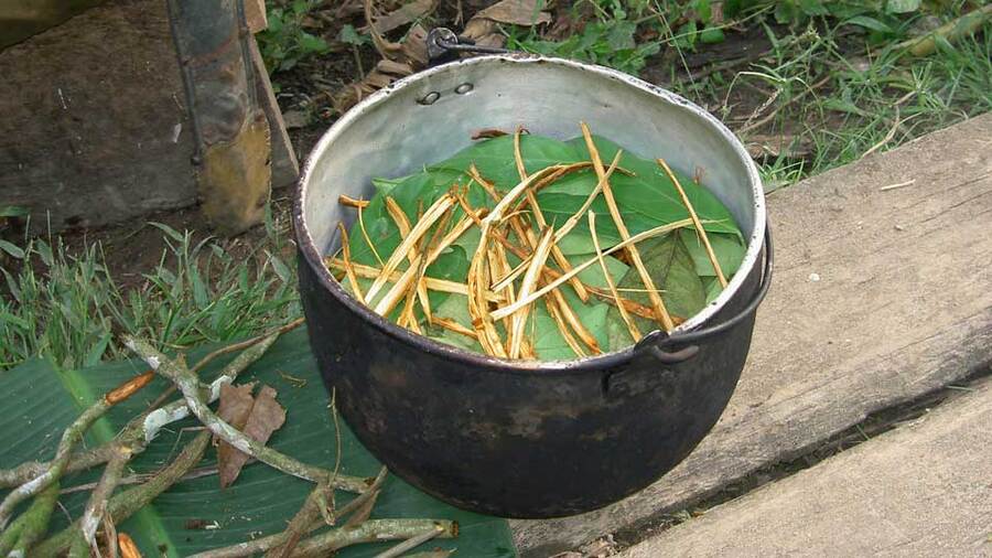 Ayahuasca